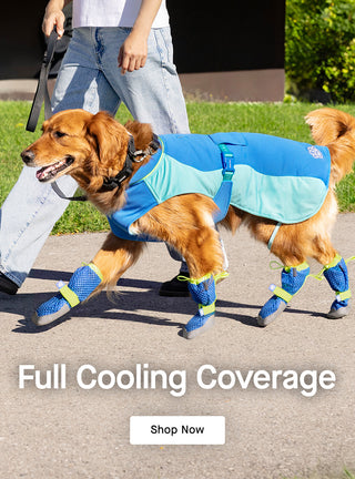 Dog wearing the Max Chill Cooling Vest and Hot Pavement Boots from Canada Pooch