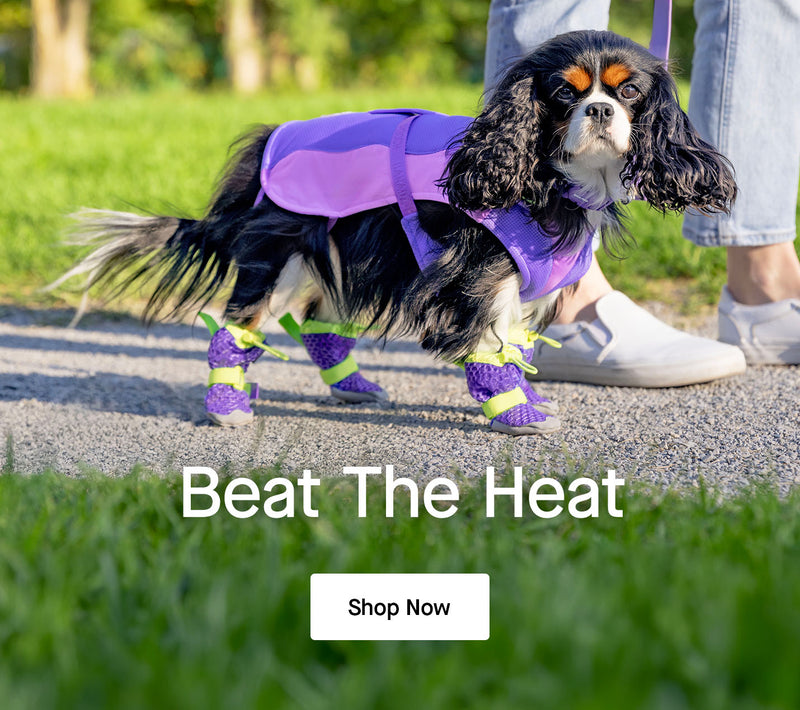 Dog wearing the Max Chill Cooling Harness and Hot Pavement Boots from Canada Pooch