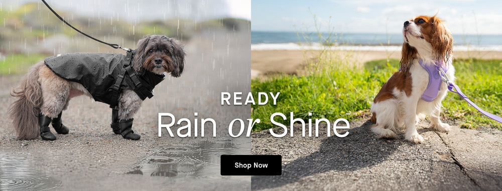 Two dogs wearing the Harness Raincoat and Neoprene Harness from Canada Pooch