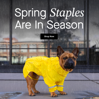 Dog wearing the yellow Waterproof Raincoat from Canada Pooch