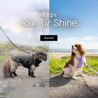 Two dogs wearing the Harness Raincoat and Neoprene Harness from Canada Pooch