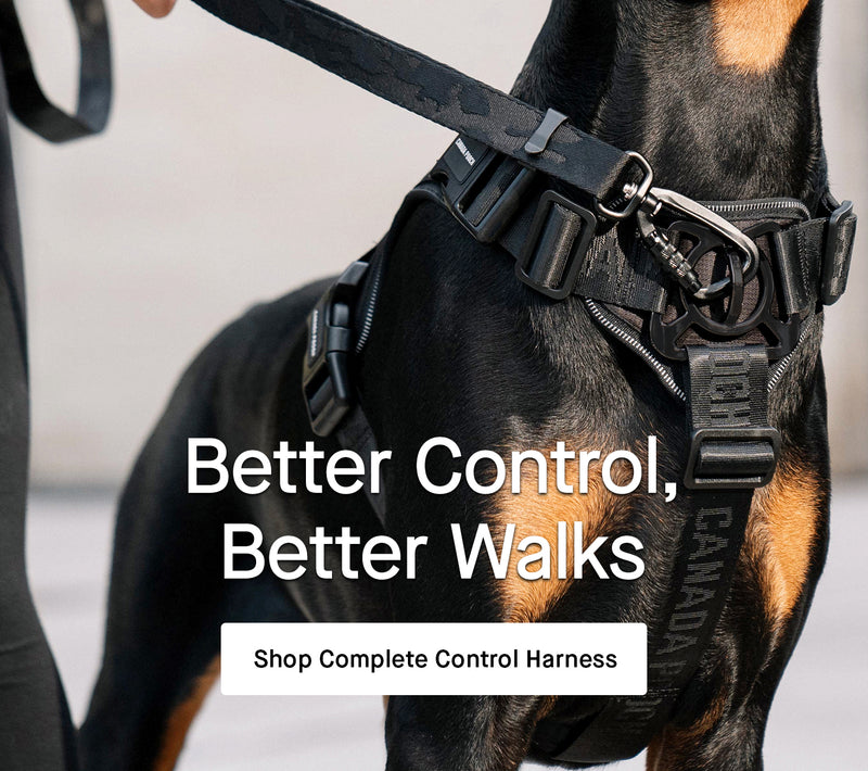 Dog wearing the black Complete Control Harness from Canada Pooch