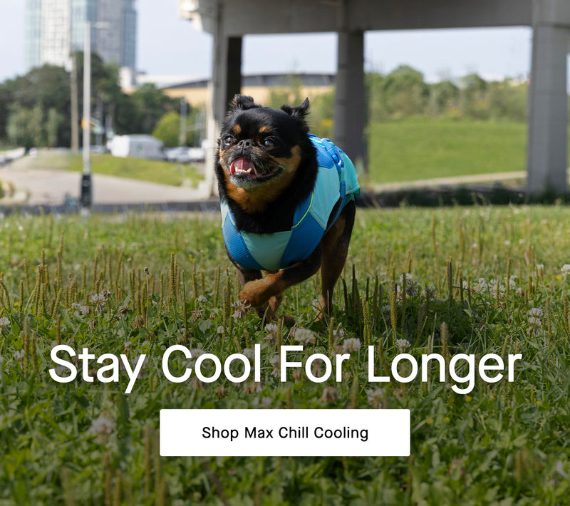 Dog wearing the Max Chill Cooling Vest from Canada Pooch