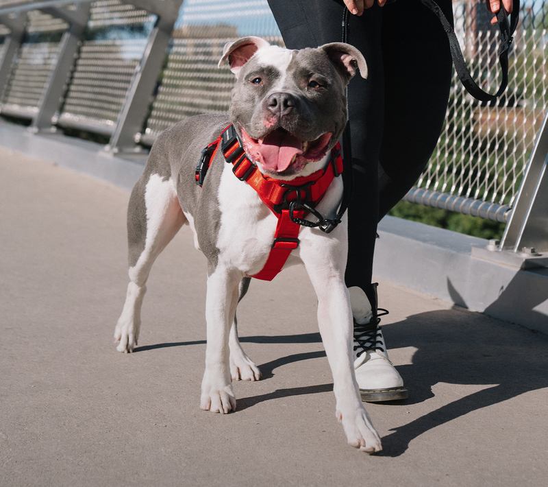 Dog wearing the Complete Control Harness Canada Pooch