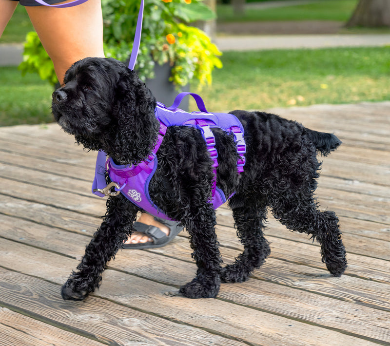 Dog wearing the Max Chill Cooling Harness Canada Pooch