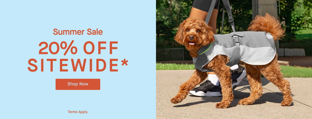 Dog wearing the Max Chill Cooling Vest from Canada Pooch
