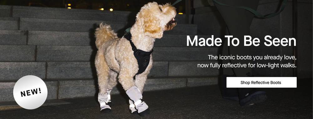 Dog wearing the new Reflective Soft Shield Boots from Canada Pooch