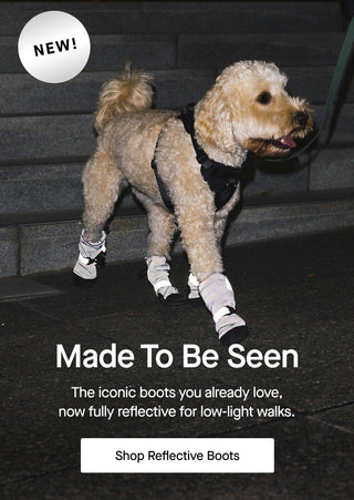Dog wearing the new Reflective Soft Shield Boots from Canada Pooch