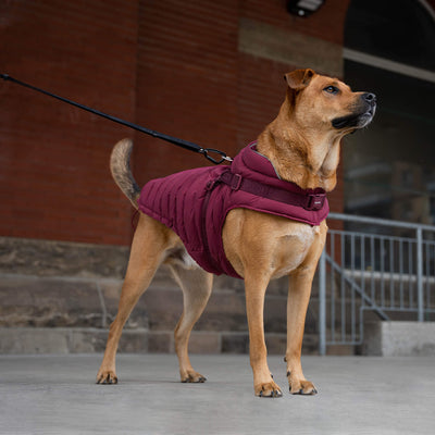 Hot Sale Winter Pet Sport Clothes Comfortable Warm Jersey Dog Vest