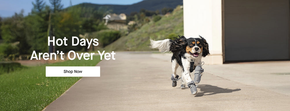 Dog wearing the Hot Pavement Boots from Canada Pooch