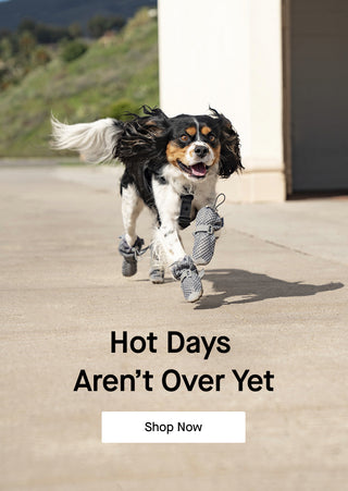 Dog wearing the Hot Pavement Boots from Canada Pooch
