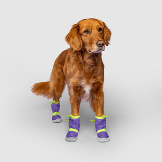 Hot Pavement Boots in Purple Green, Canada Pooch Dog Boots