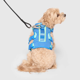 Max Chill Cooling Harness in Blue, Canada Pooch Dog Harness|| color::blue|| size::S|| name:: Pluto the Maltipoo|| weight::8