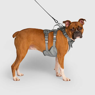 Max Chill Cooling Harness in Grey, Canada Pooch Dog Harness