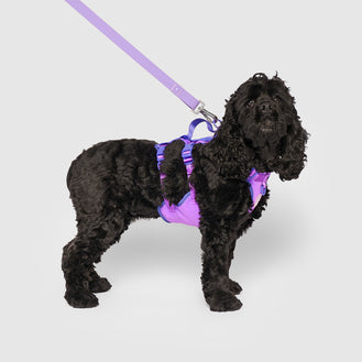 Max Chill Cooling Harness in Purple, Canada Pooch Dog Harness