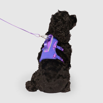 Max Chill Cooling Harness in Purple, Canada Pooch Dog Harness|| color::purple|| size::M|| name:: Rudy the American Cocker Spaniel|| weight::29