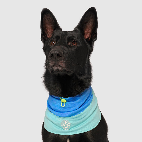 Max Chill Cooling Snood in Blue, Canada Pooch Dog Cooling|| color::blue|| size::na||
