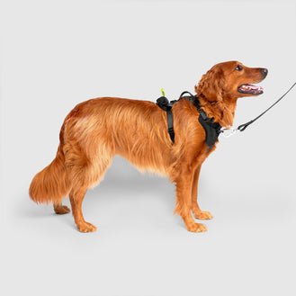 Neoprene Harness, Canada Pooch Dog Harnesst