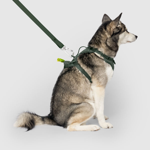 Neoprene Harness, Canada Pooch Dog Harnesst|| color::forest-green|| size::M|| name:: Kai the Klee Kai|| weight::26