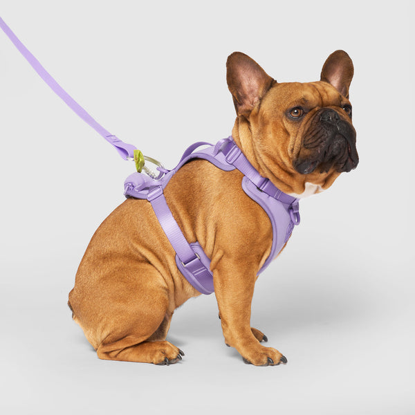 Neoprene Harness, Canada Pooch Dog Harness|| color::lavender|| size::L|| name:: Jocko the French Bulldog|| weight::38
