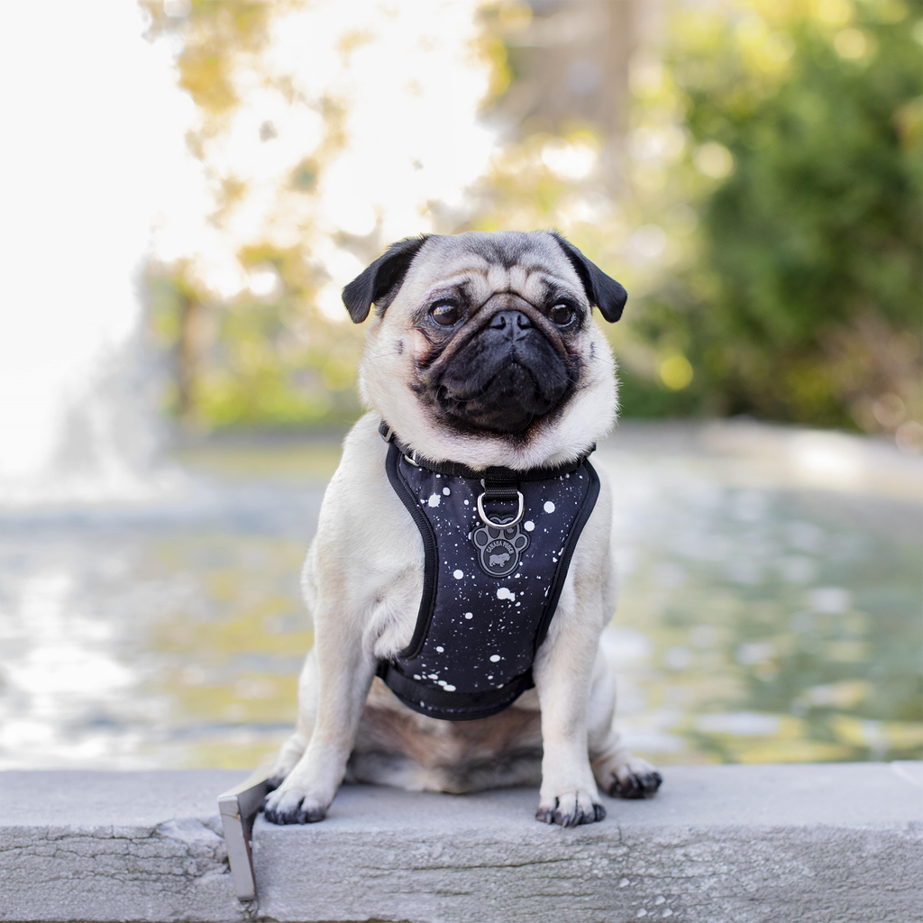 Cute WaterResistant Dog Harnesses Canada Pooch