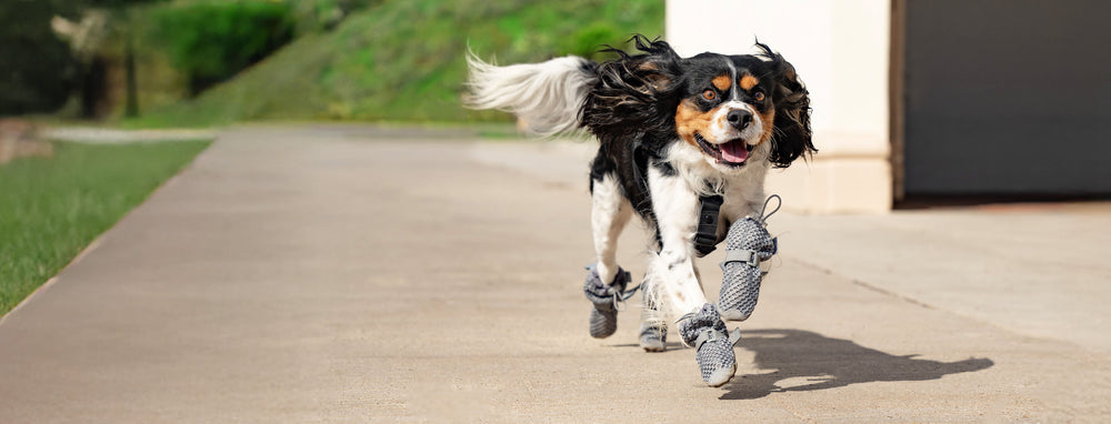 Dog wearing the grey Hot Pavement Boots from Canada Pooch