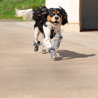 Dog wearing the grey Hot Pavement Boots from Canada Pooch