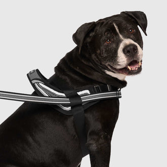 Redirect Harness in Black, Canada Pooch Dog Harness|| color::black|| size::XXL|| name:: Cowboy the Bullmastiff Mix|| weight::92