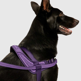 Redirect Harness in Purple, Canada Pooch Dog Harness|| color::purple|| size::XXL|| name:: Hugo the German Shepherd|| weight::95