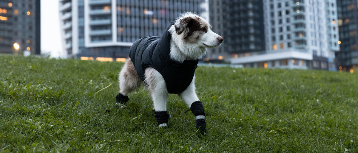 Dog wearing the Waterproof Puffer and Soft Shield Boots from Canada Pooch