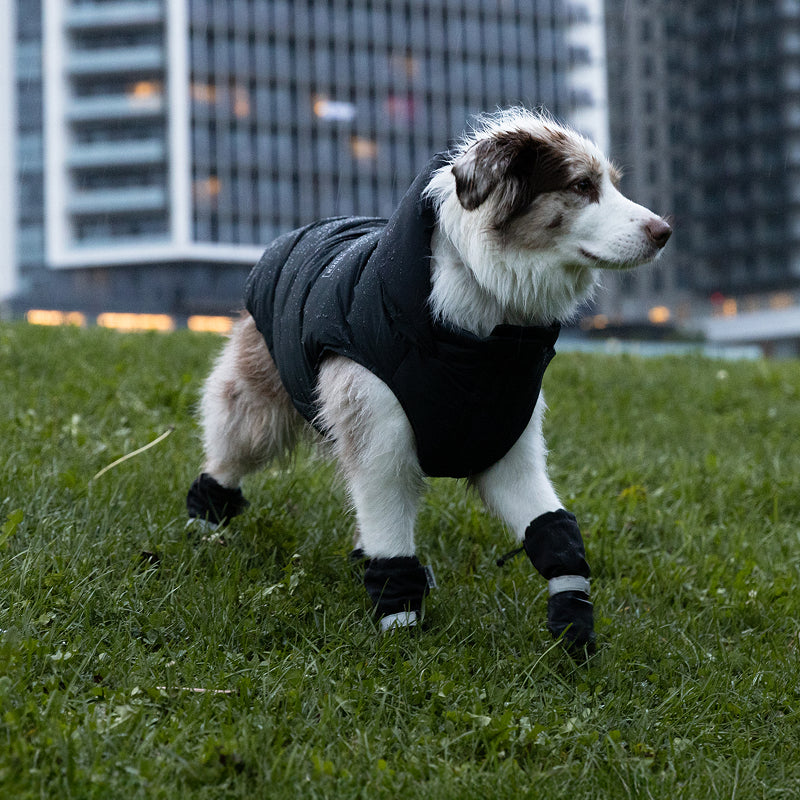 Dog wearing the Waterproof Puffer and Soft Shield Boots from Canada Pooch