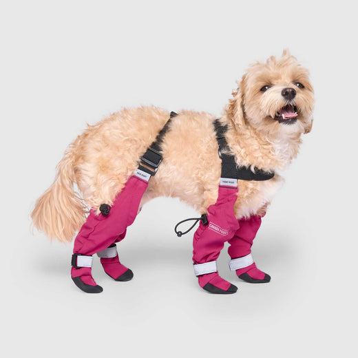 View of Suspender Dog Boots | Canada Pooch