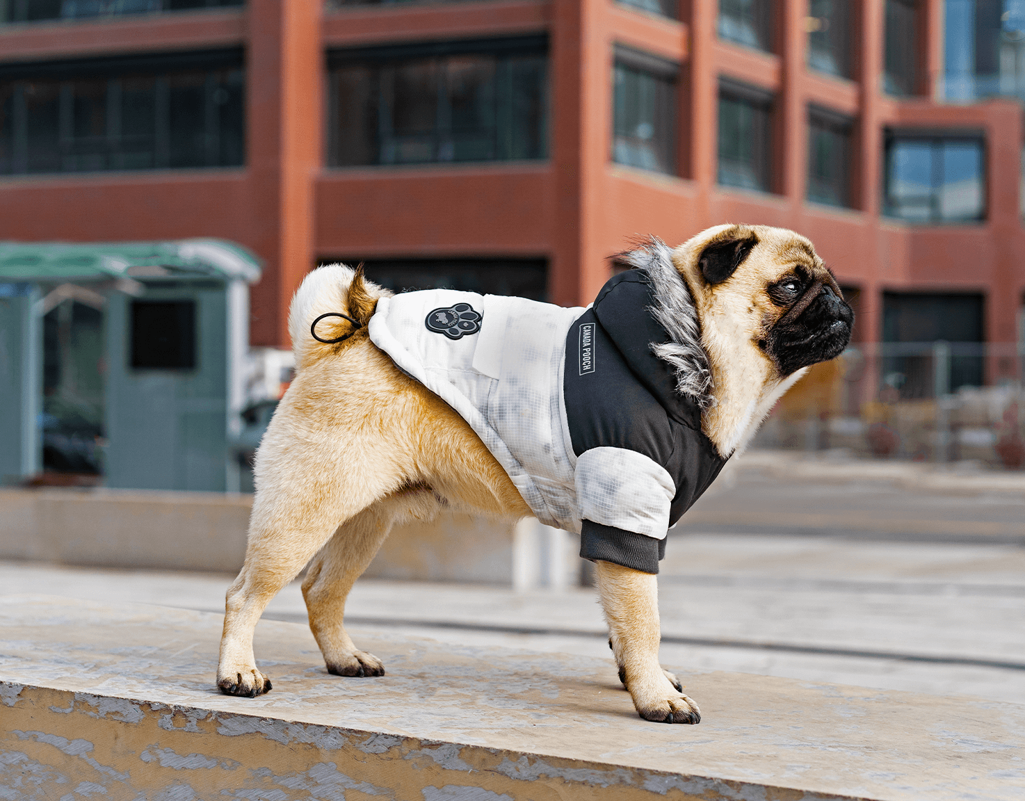 Dog wear clothes online