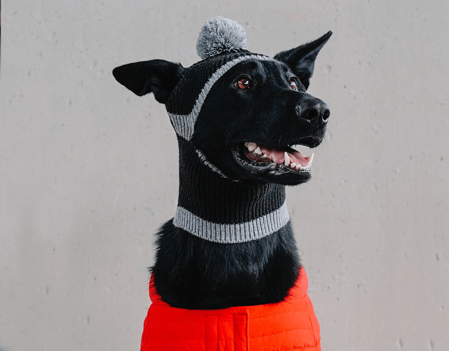 Dog clothes shop near me on sale