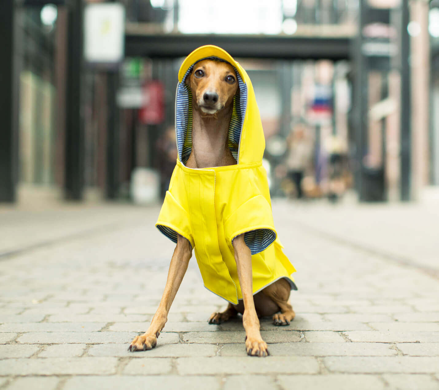 Dog shop on clothes