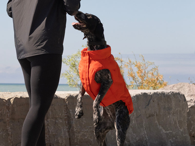 Dog wearing the Waterproof Sport Puffer in cayenne from Canada Pooch
