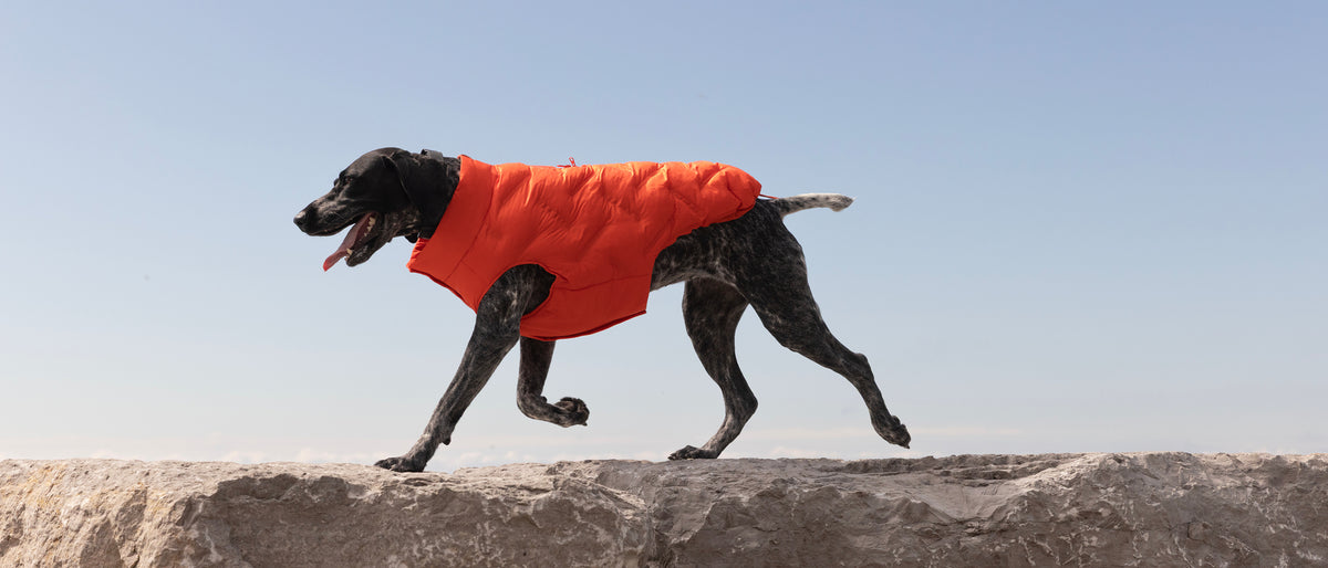 Large dog wearing the Waterproof Sport Puffer in cayenne in the outdoors from Canada Pooch