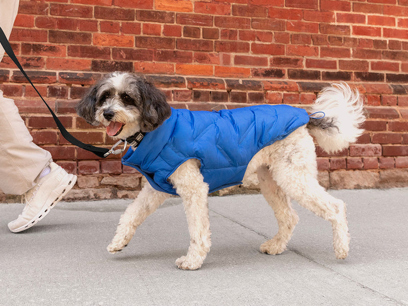 Small dog wearing the Waterproof Sport Puffer in electric blue from Canada Pooch