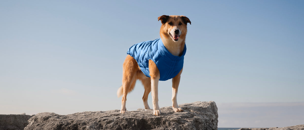 Dog wearing the Waterproof Sport Puffer in electric blue in the outdoors from Canada Pooch