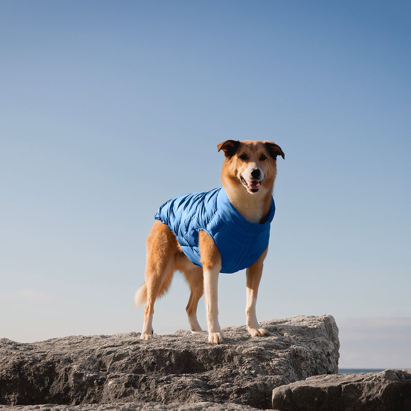Dog wearing the Waterproof Sport Puffer in electric blue in the outdoors from Canada Pooch