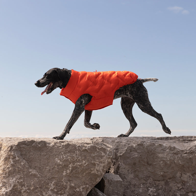 Large dog wearing the Waterproof Sport Puffer in cayenne in the outdoors from Canada Pooch