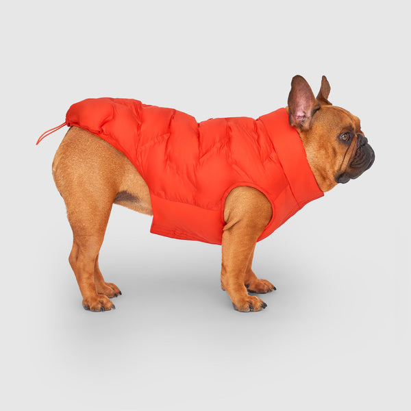 Waterproof Sport Puffer in Cayenne, Canada Pooch Dog Jacket|| color::cayenne ||name::Jocko the French Bulldog || size::18 