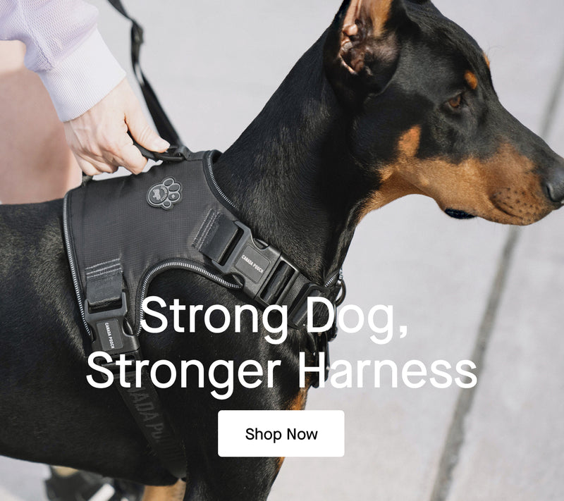 Dog wearing the Complete Control Harness Canada Pooch