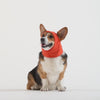 Weather-Resistant Fleece Balaclava in Electric Blue, Canada Pooch Dog Balaclava || color::cayenne