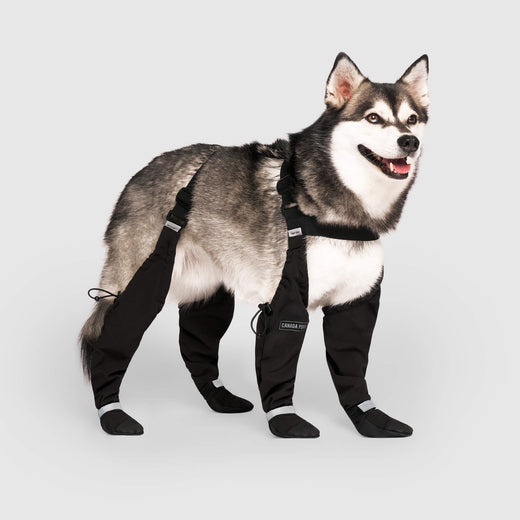 Dog boots with suspenders hotsell