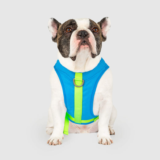 The Chill Seeker Cooling Harness in Blue Green, Canada Pooch Dog Harness