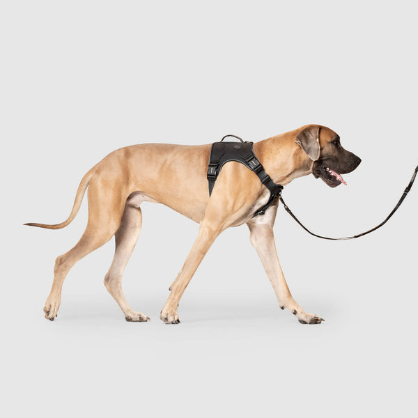 Illustration of Top Rated Dog Harness For Medium Pullers