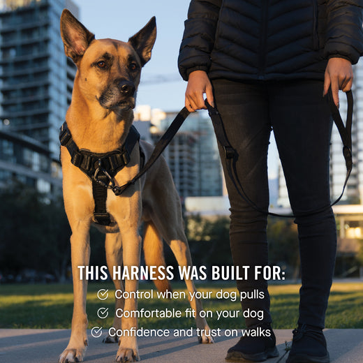 Choosing The Right Dog Harness Comfort Vs Control Photo Inspiration