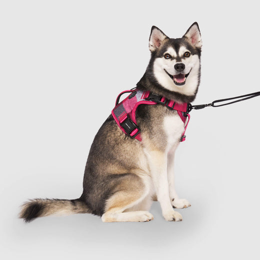 Complete Control Dog Harness for Pullers | Canada Pooch