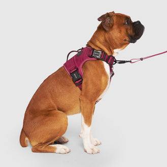 Complete Control Harness in Plum, Canada Pooch, Dog Harness